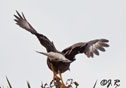 Caracara cheriway